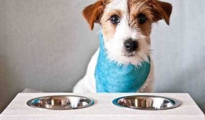 Ветклиники молят о помощи: виноват запрет на импорт кормов для собак