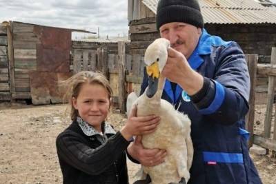 Школьница в Забайкалье спасла лебедя от собак