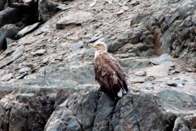 Редчайшая птица Сибири впервые попала в кадр в Саяно-Шушенском заповеднике в Красноярском крае