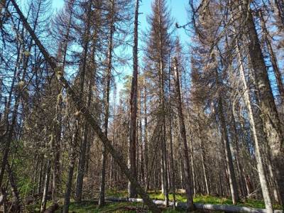 Красноярские ученые хотят применить искусственный интеллект для защиты леса от вредителей