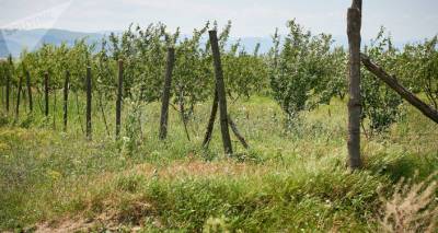Правительство Грузии профинансирует разведение фруктовых садов по всей стране