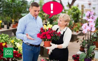 5 ошибок, которые вы совершаете при покупке комнатных растений