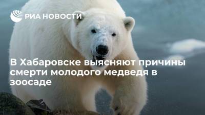 В Хабаровске выясняют причины смерти молодого медведя в зоосаде