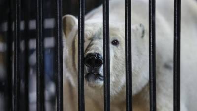 Прокуратура начала проверку из-за смерти белого медведя в зоосаде Хабаровска