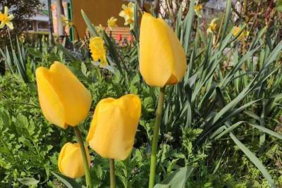 Лучшие фотографии тюльпанов выбрали в Серпухове