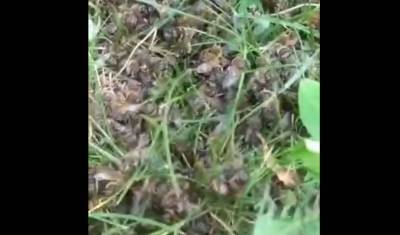 «Не представляю, как их спасти»: в районах Башкирии массово гибнут пчелы