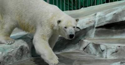 В Хабаровске устанавливают причины смерти белого медведя в зоосаду