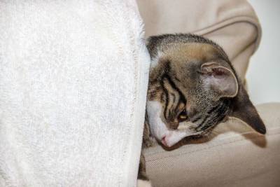 Температура тела у кошек: норма и поводы для тревоги