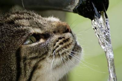 Ваша кошка точно не любит воду? Давайте проверим!