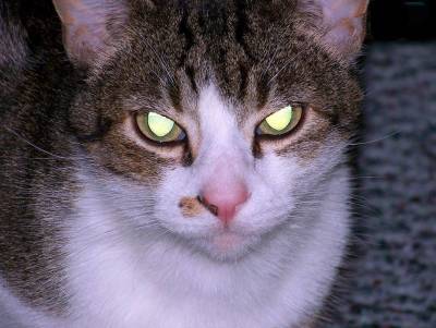 Почему глаза моей кошки светятся в темноте яркими огнями?