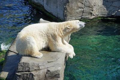 В Хабаровске в зоосаде «Приамурский» скончался белый медведь