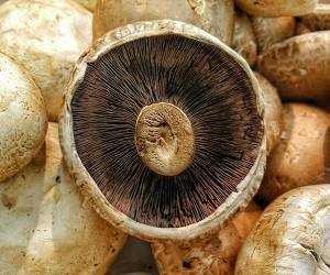 Самые главные плюсы грибов для здоровья