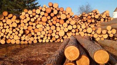 Из-за сезонного дефицита цены на необработанную древесину на аукционе выросли до 350%