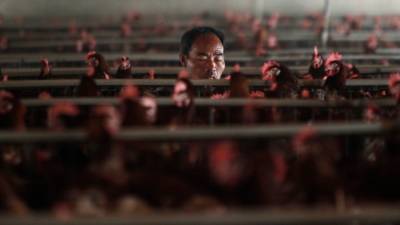 В КНР первый случай заражения человека разновидностью птичьего гриппа
