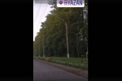 Рязанка сняла на видео косуль у дороги в Дягилеве