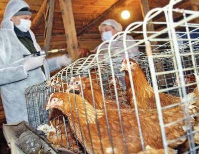 Вирусолог призвал не паниковать из-за заражения человека птичьим гриппом в Китае