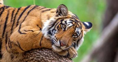 В Бангладеш поймали браконьера, убившего около 70 бенгальских тигров (фото)