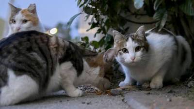 Уличные кошки в Израиле: как они влияют на экосистему