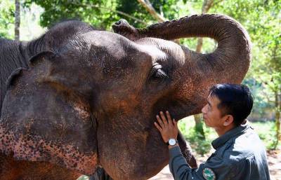 В Китае дикие слоны сбежали из национального заповедника