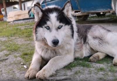 В Тверской области ищут дом для пса, прошедшего более 20 км в поисках хозяев