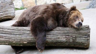 Московский зоопарк опубликовал милое видео купания медведицы Розы