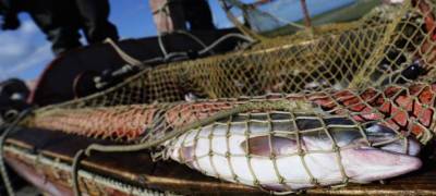 Жителям Карелии разрешили ловить рыбу сетями на Белом море