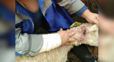 В Урмарском районе стая бродячих собак загрызла четырех овец