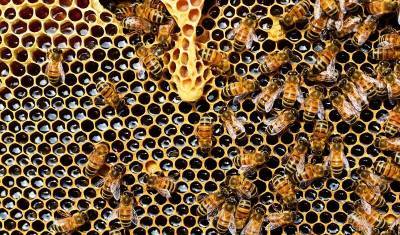 В Минсельхозе Башкирии рассказали, чем опрыскивали леса и поля вблизи гибели пчел