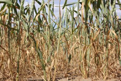 Часть урожая в восточных районах Ставрополья погибла из-за засухи
