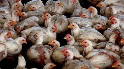 «Вектор» заявил об отсутствии данных о рисках из-за птичьего гриппа