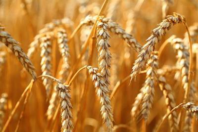 СовЭкон прогнозирует снижение экспорта пшеницы из РФ в сезоне 2021/22 гг до 36,6 млн т
