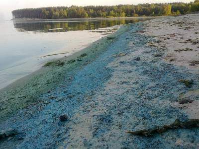Жителей Петербурга предупредили об опасности сине-зеленых водорослей