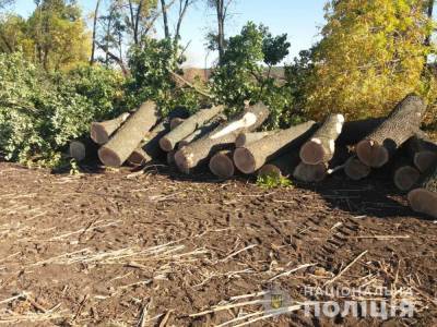 Житель Лунинецкого района погиб при удалении деревьев