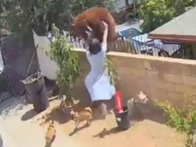 Видео: девушка столкнула с забора медведицу, защищая своих собак