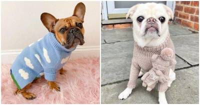 15 очаровательных пёсиков в свитерах