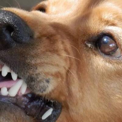Госдуме предлагают ввести "ОСАГО" для владельцев бойцовых собак