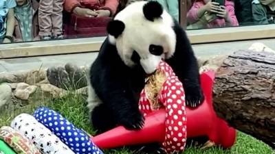 Видео из Сети. Панд Московского зоопарка порадовали в честь Дня защиты детей