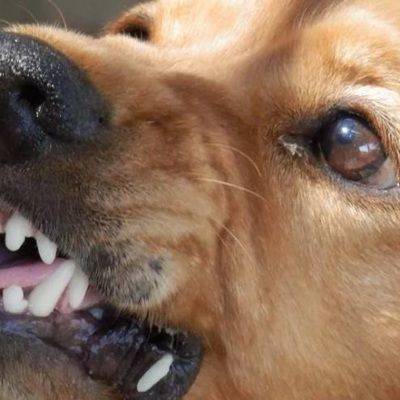 Госдуме предлагают ввести “ОСАГО” для владельцев бойцовых собак