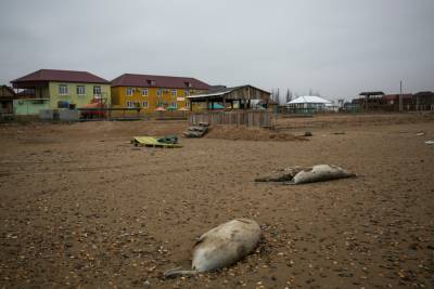 Около 10% найденных в Дагестане мертвых тюленей погибли от рук браконьеров