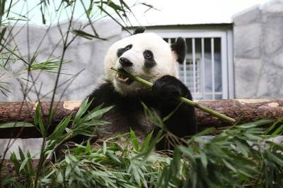 Московский зоопарк вручил пандам подарки в честь Дня защиты детей