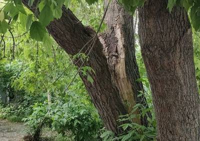 Рязанцы рассказали об угрожающем рухнуть дереве на улице Солнечной