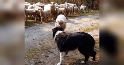 «Повстання ягнят»: хоробре дитинча вівці відмовилося підкорятися пастушому собаці