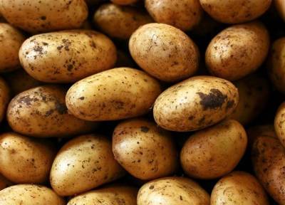 Картофель «по-балабановски»: как вырастить крупные и ровные клубни