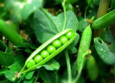 Рыхлить, поливать и удобрять: секреты богатого урожая зеленого гороха