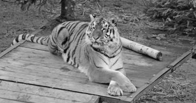 В Калининградском зоопарке умерла амурская тигрица Таня