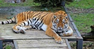 Пожилая тигрица Таня умерла от онкозаболевания в зоопарке Калининграда
