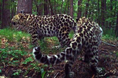 В Приморье посчитали котят самой плодовитой в мире леопардессы