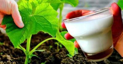 Эффективная подкормка молоком: огурцы будете раздавать всем соседям