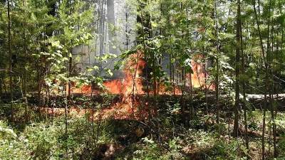 Вильфанд спрогнозировал аномальное тепло и лесные пожары в ряде регионов РФ