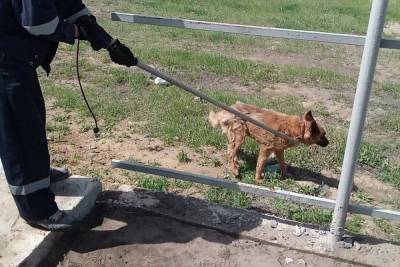 Спасатели вытащили собаку из 3-метрового коллектора в Чите